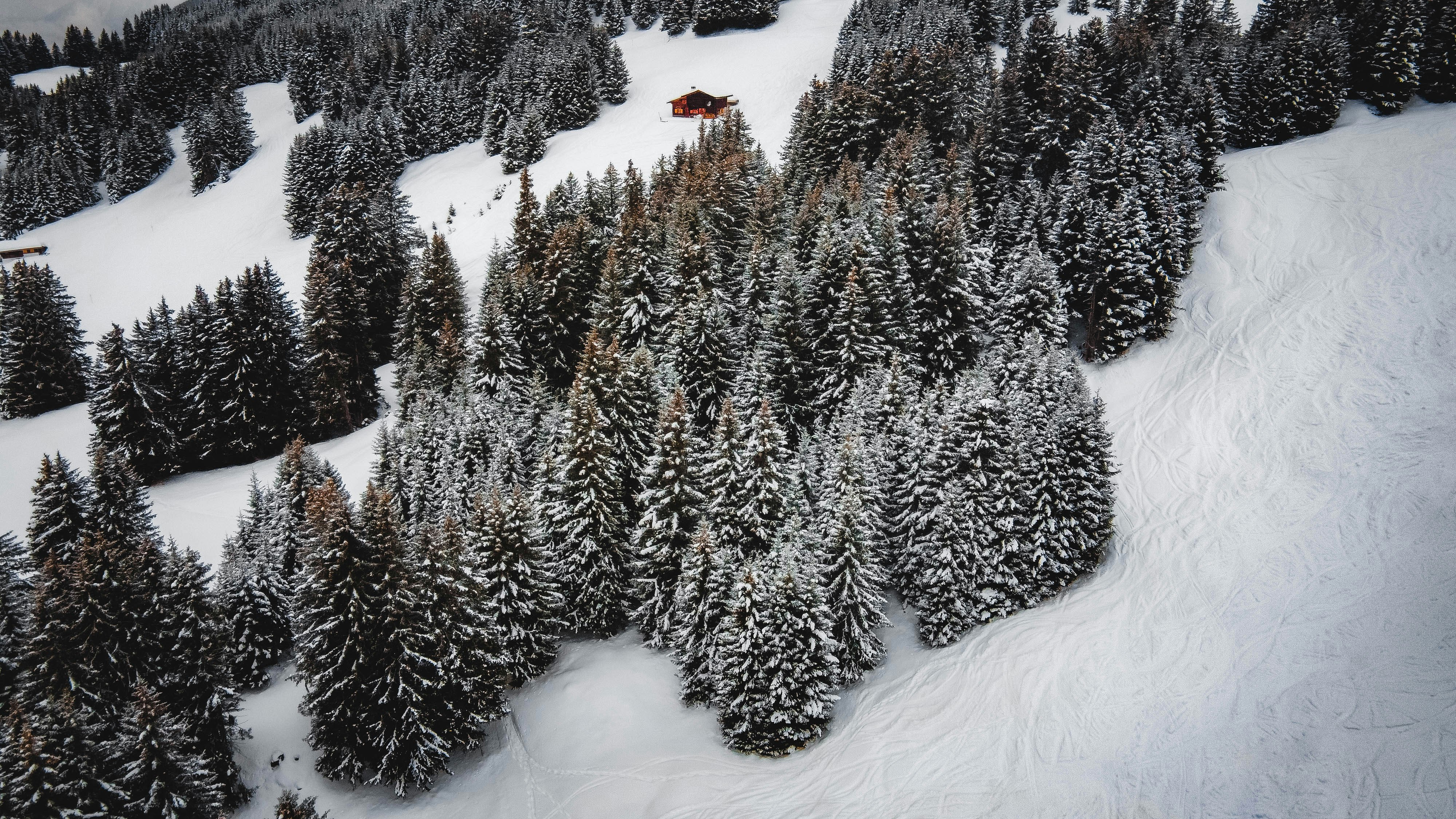 green pine tree covered with snow